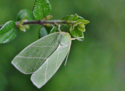 Bena bicolorana